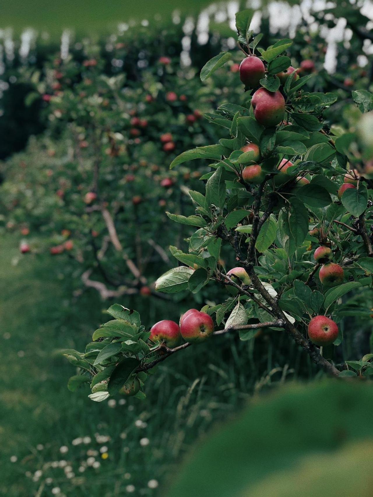 Apple Cider Lodge Omaha المظهر الخارجي الصورة